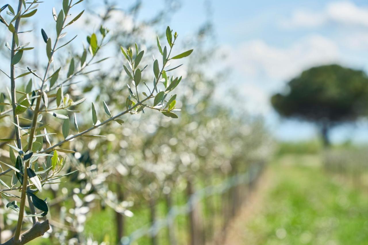 רימיני Agriturismo Borgonuovo מראה חיצוני תמונה